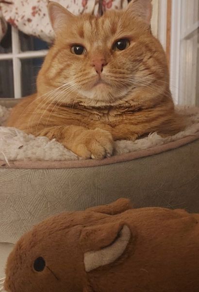 orange cat in a bed