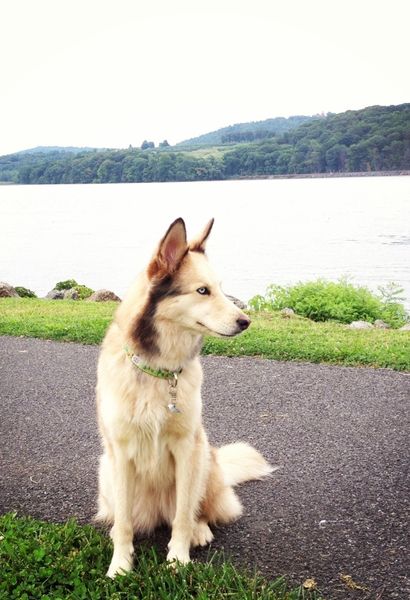 dog sitting by a lake