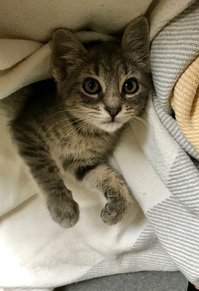 kitten under a blanket