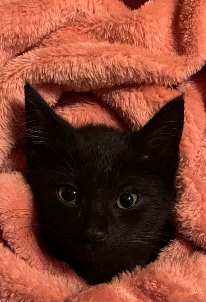 cat snuggled in a blanket